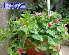 吊兰是花还是草？吊兰的植物分类与养护要点是什么？