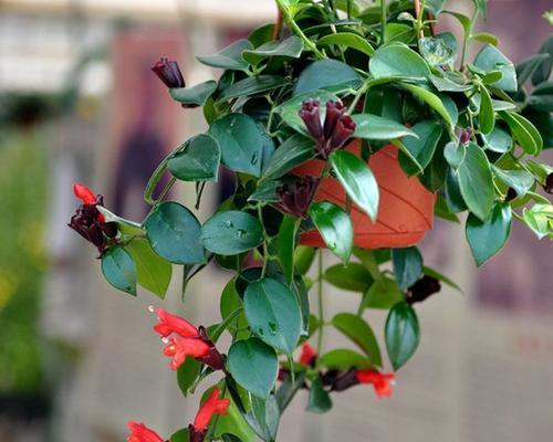 吊兰是花还是草？吊兰的植物分类与养护要点是什么？
