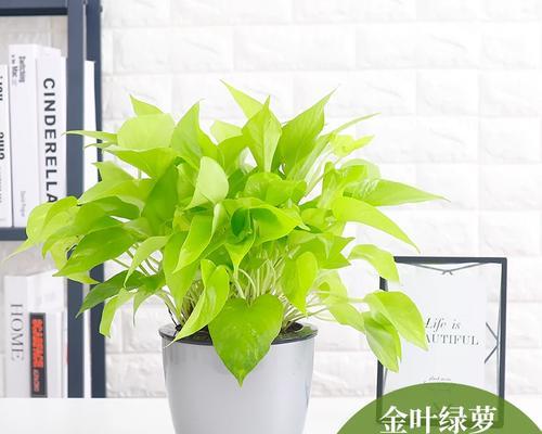 吊兰放在客厅好吗？客厅最佳摆放位置是什么？