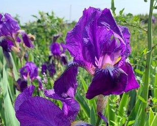鸢尾花的花语是什么？如何用鸢尾花表达爱意？