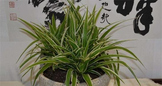吊兰对阳光的需求是什么？如何正确养护吊兰？