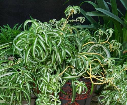 吊兰多久开花一次？养多久才能看到花朵？