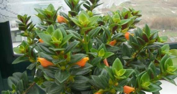 吊兰多久开花一次？养多久才能看到花朵？