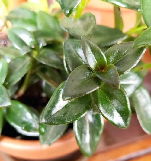 吊兰多久开花一次？养多久才能看到花朵？