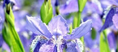 鸢尾花花语代表什么？鸢尾花的含义有哪些常见问题解答？