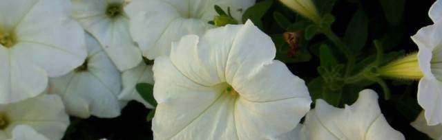 月光花的花语有哪些含义？