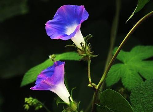 月光花的花语有哪些含义？