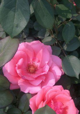 月季和菊花的花语分别代表什么含义？