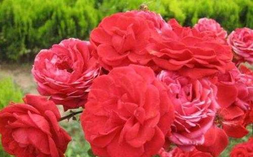 月季花花语是什么？如何用月季表达爱意？
