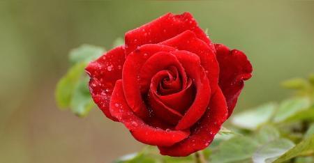 月季花花语是什么？如何用月季表达爱意？