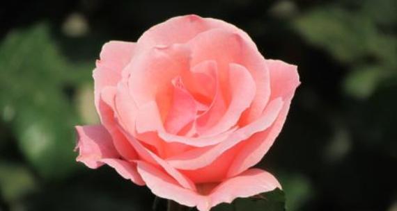 月季花花语是什么？如何用月季表达爱意？