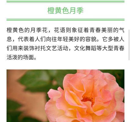 月季花花语是什么？了解月季花的象征意义和文化背景？