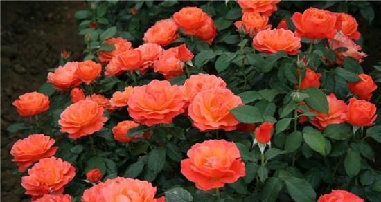 月季花花语是什么意思？如何解读月季的象征意义？