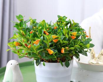 吊兰用什么盆栽好？如何选择适合吊兰的花盆？