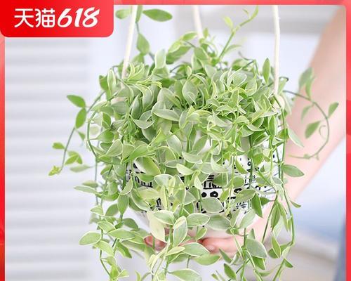 吊兰用什么盆栽好？如何选择适合吊兰的花盆？
