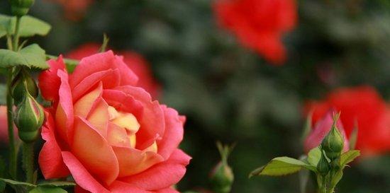 月季花花语是什么意思？如何解读月季的象征意义？