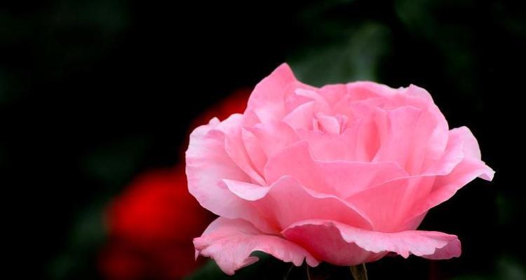 月季花语代表什么含义？如何解读月季的花语？