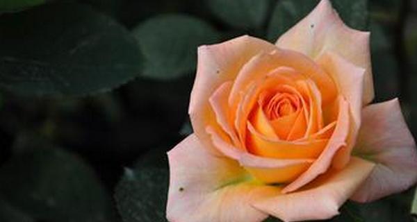 月季花语代表什么含义？如何解读月季的花语？