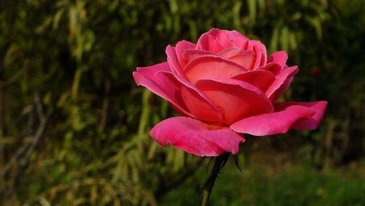 月季花语象征与寓意是什么？如何解读月季的花语？