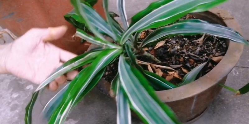 吊兰养成老桩造型的秘诀是什么？需要多长时间才能成型？