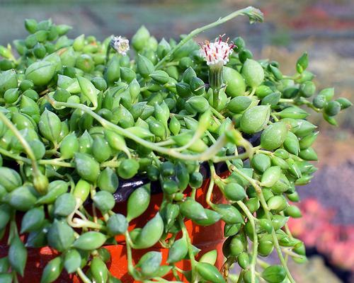 吊兰种子真的能种出新植物吗？种植方法是什么？