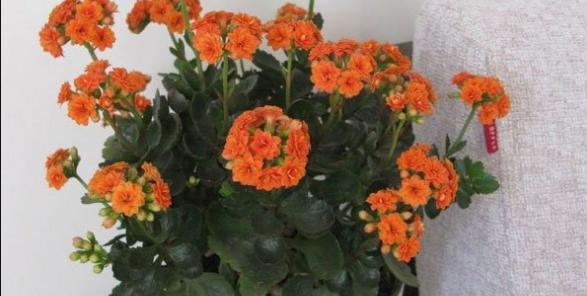 长寿花切花是什么意思？购买和保养长寿花切花有哪些技巧？