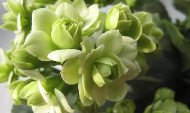 长寿花切花是什么意思？购买和保养长寿花切花有哪些技巧？