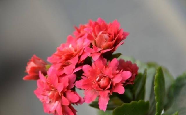 长寿花寓意及花语是什么？如何正确解读？