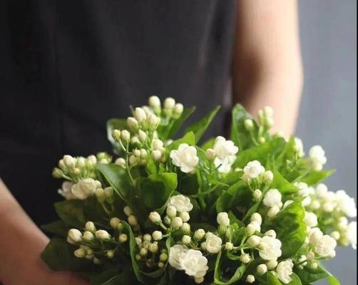 针垫花花语代表什么？如何正确养护针垫花？