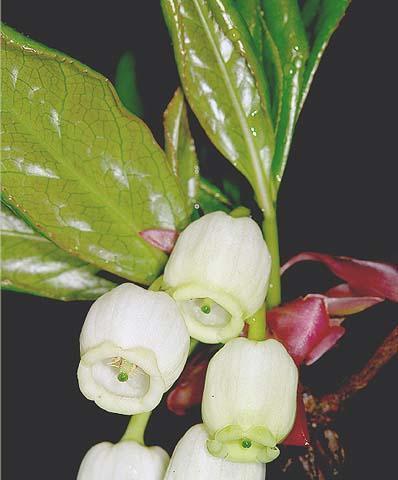 吊钟花的开花时间是什么时候？如何正确养护以促进开花？