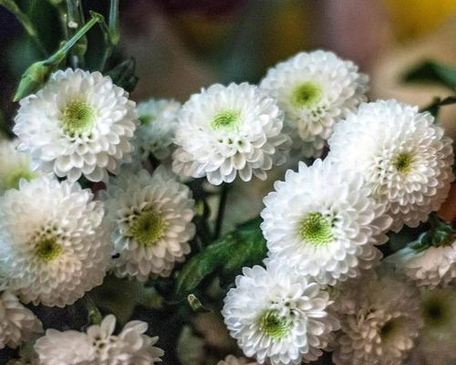 珍珠花花语是什么？了解珍珠花的象征意义和用途有哪些？