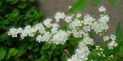 珍珠梅花语象征着什么意义？珍珠梅的花语有哪些含义？