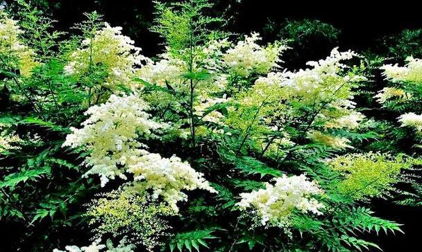 珍珠梅花语象征着什么意义？珍珠梅的花语有哪些含义？