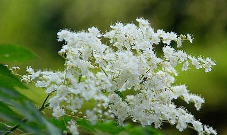 珍珠梅花语象征着什么意义？珍珠梅的花语有哪些含义？