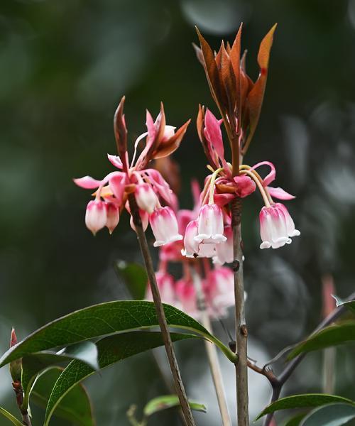 吊钟花的别名是什么？吊钟花还有哪些称呼？