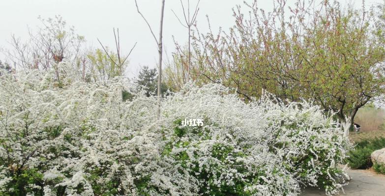 珍珠绣线菊花语是什么意思？如何正确表达？