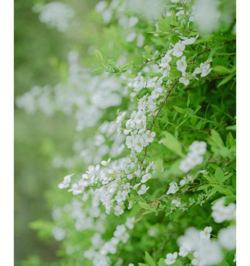 珍珠绣线菊花语是什么意思？如何正确表达？