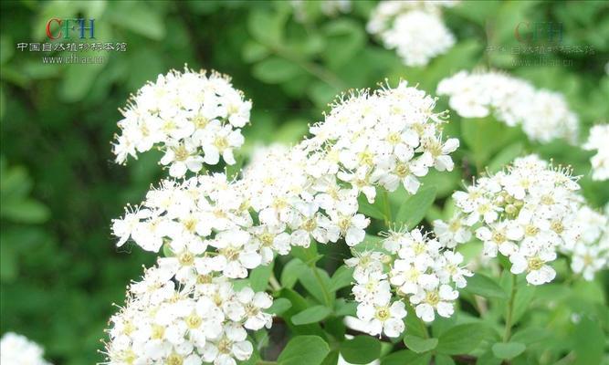 珍珠绣线菊花语是什么意思？如何正确表达？