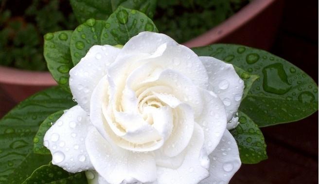 栀子花的花语是什么？如何用栀子花表达爱意？