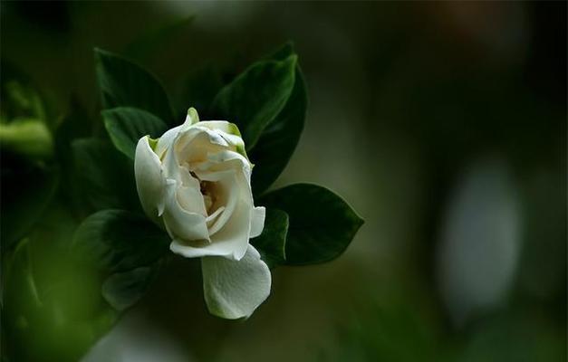 栀子花的花语是什么？如何用栀子花表达爱意？
