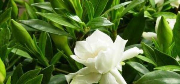 栀子花的花语是什么意思？如何用栀子花表达情感？
