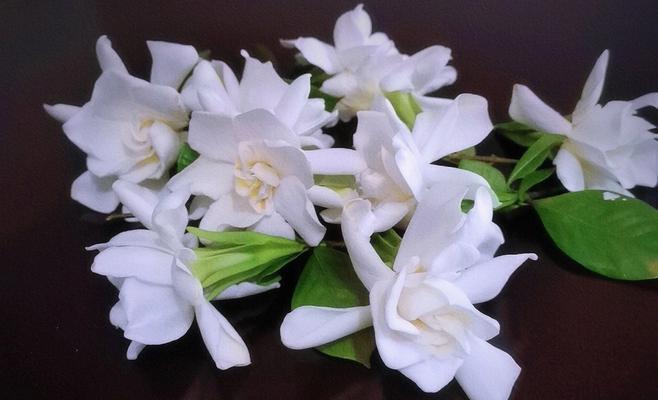 栀子花的寓意是什么？适合送给哪些人？