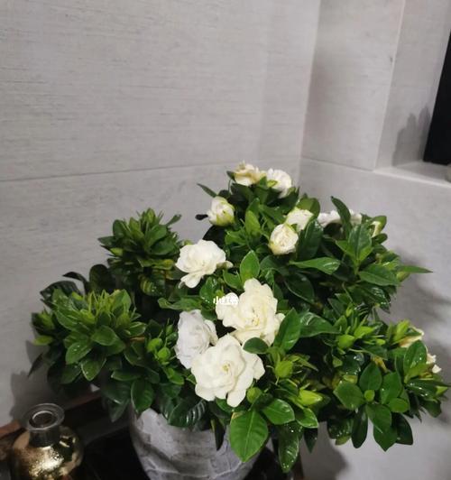 栀子花的寓意是什么？适合送给哪些人？