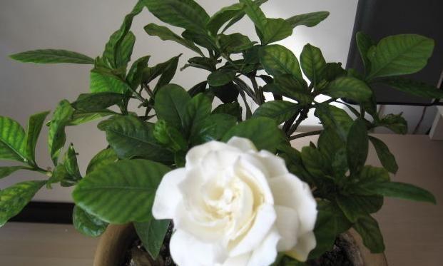 栀子花的花语含义是什么？为什么它会成为许多人的最爱？