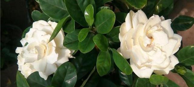 栀子花的花语是什么？它的寓意有哪些含义？