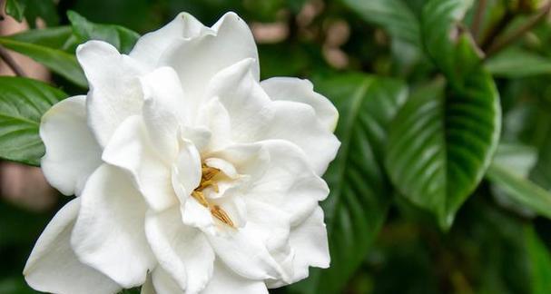 栀子花的花语是什么？它的寓意有哪些含义？
