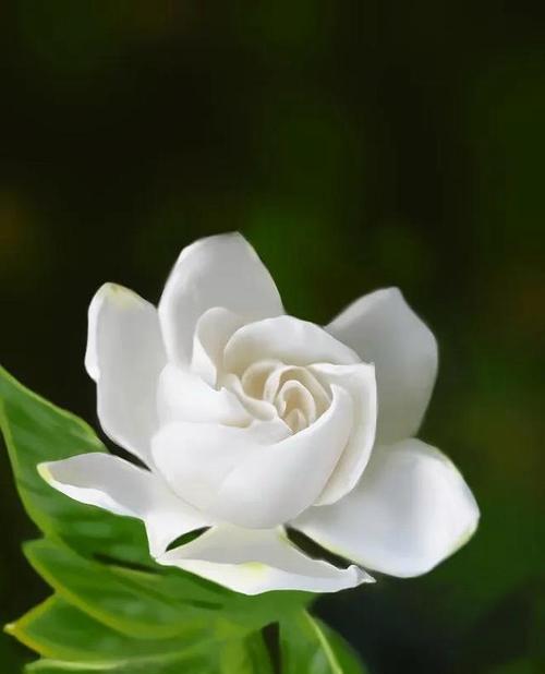 栀子花花语是什么？了解其含义和象征意义？