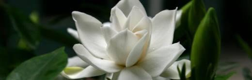 栀子花花语是什么意思？如何正确解读栀子花的含义？