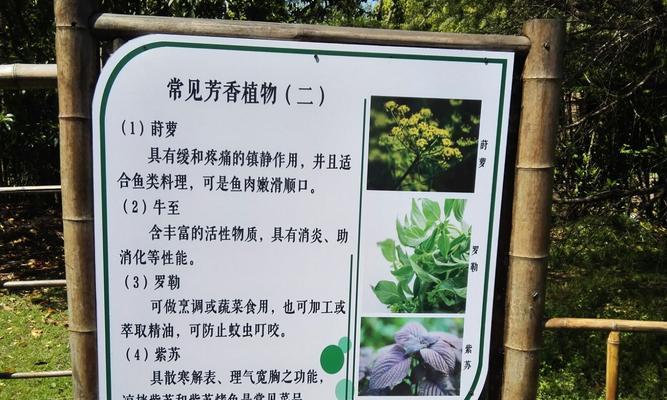吊竹梅上盆的最佳时间是什么时候？如何正确养护？