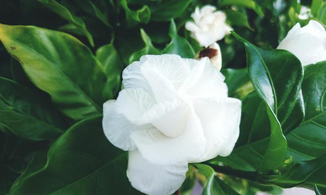 栀子花的花语是什么？栀子花象征着什么含义？